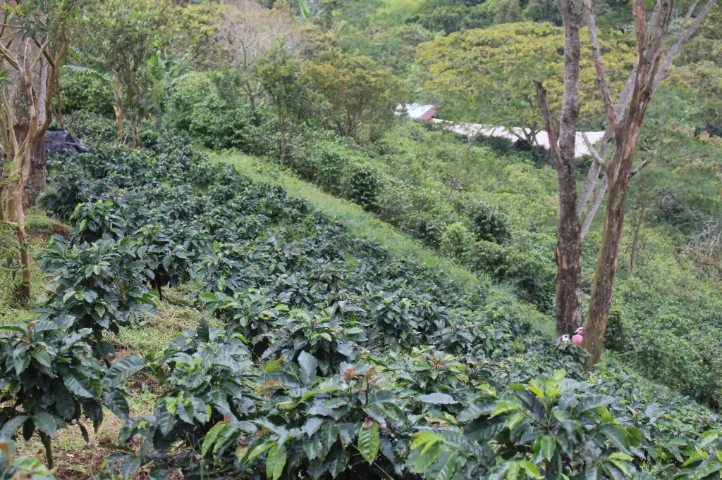 Colombia: El Silencio (250 gr)