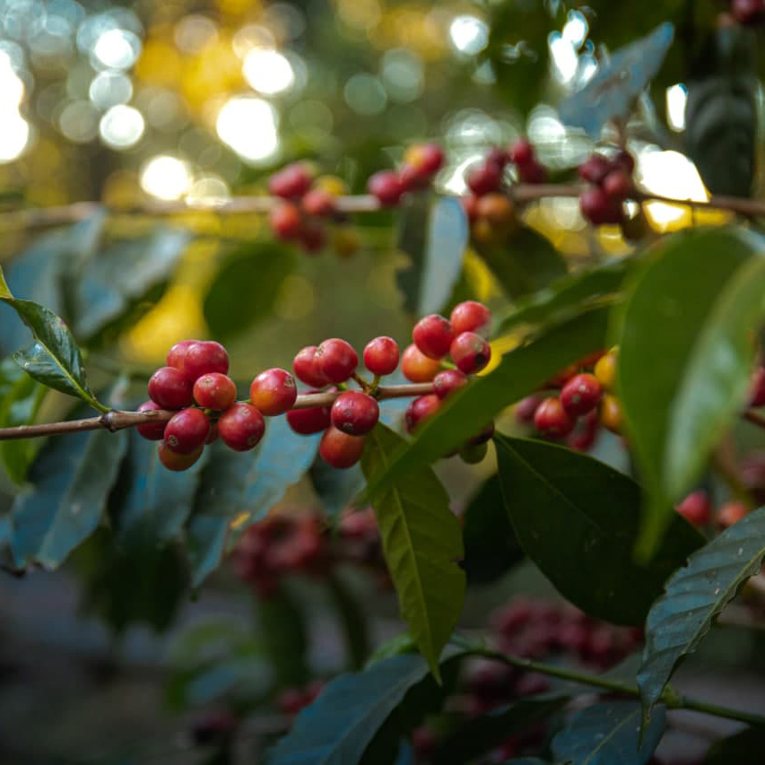 Ethiopia: Lala Salama Bette Buna CO2 Decaf (250 gr)